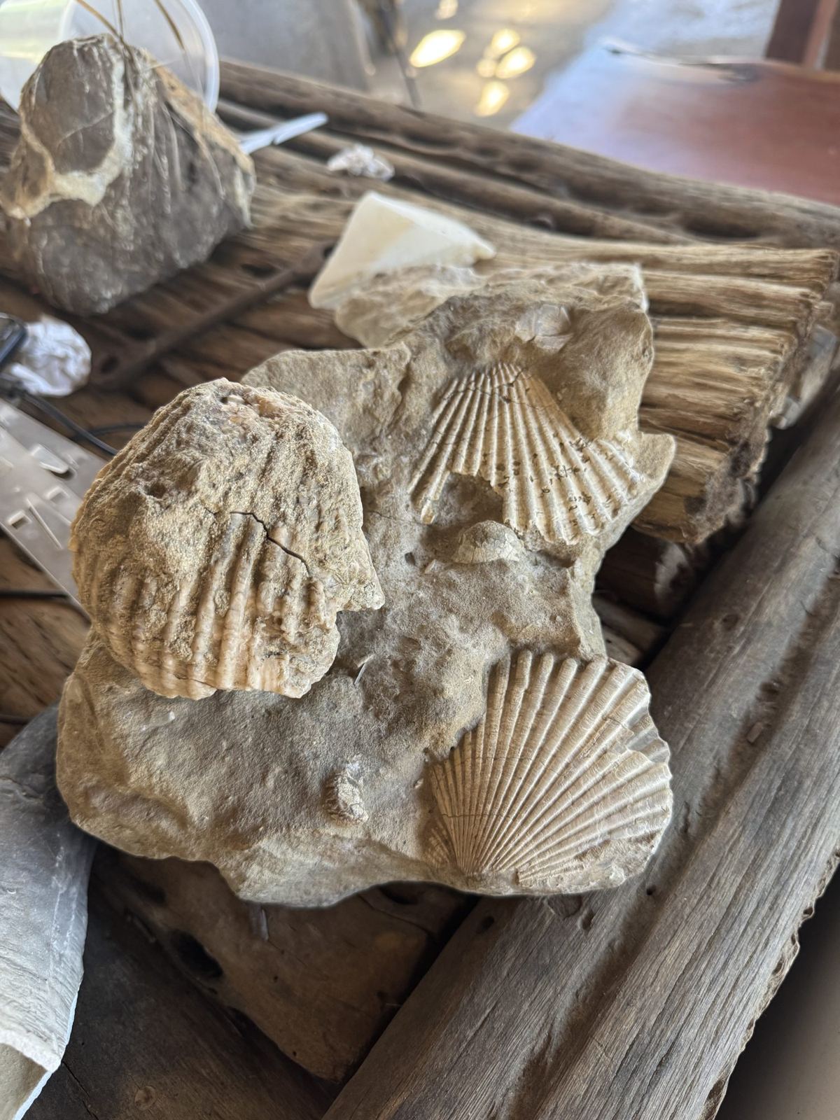 Fossil shells from the desert